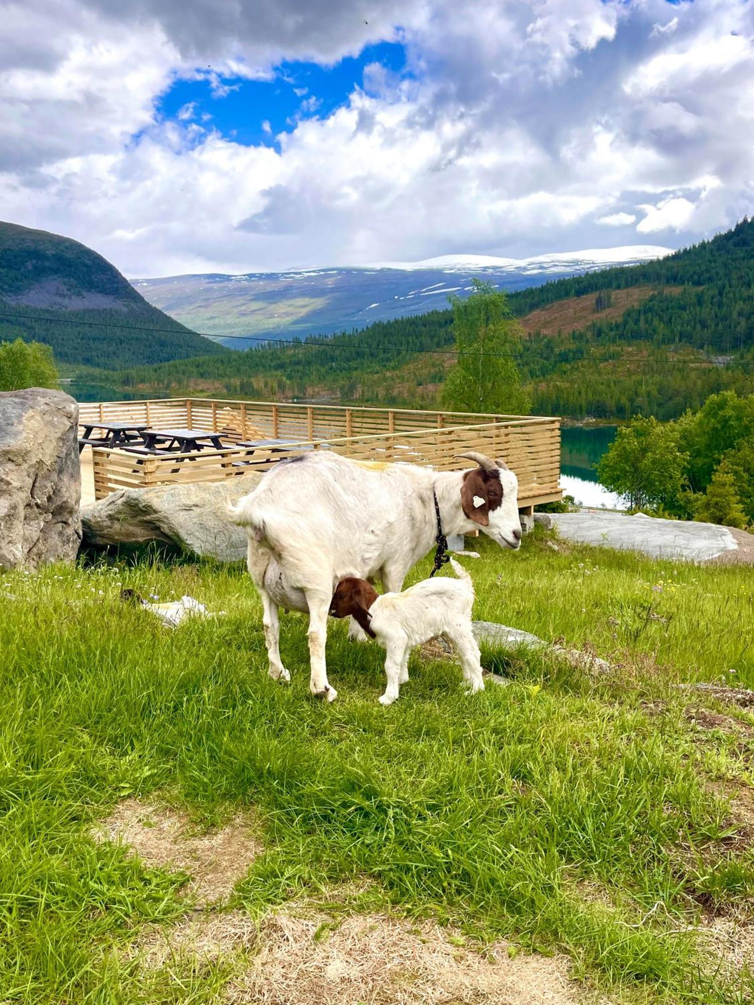 Reinheimen Lodge Skjak Bagian luar foto