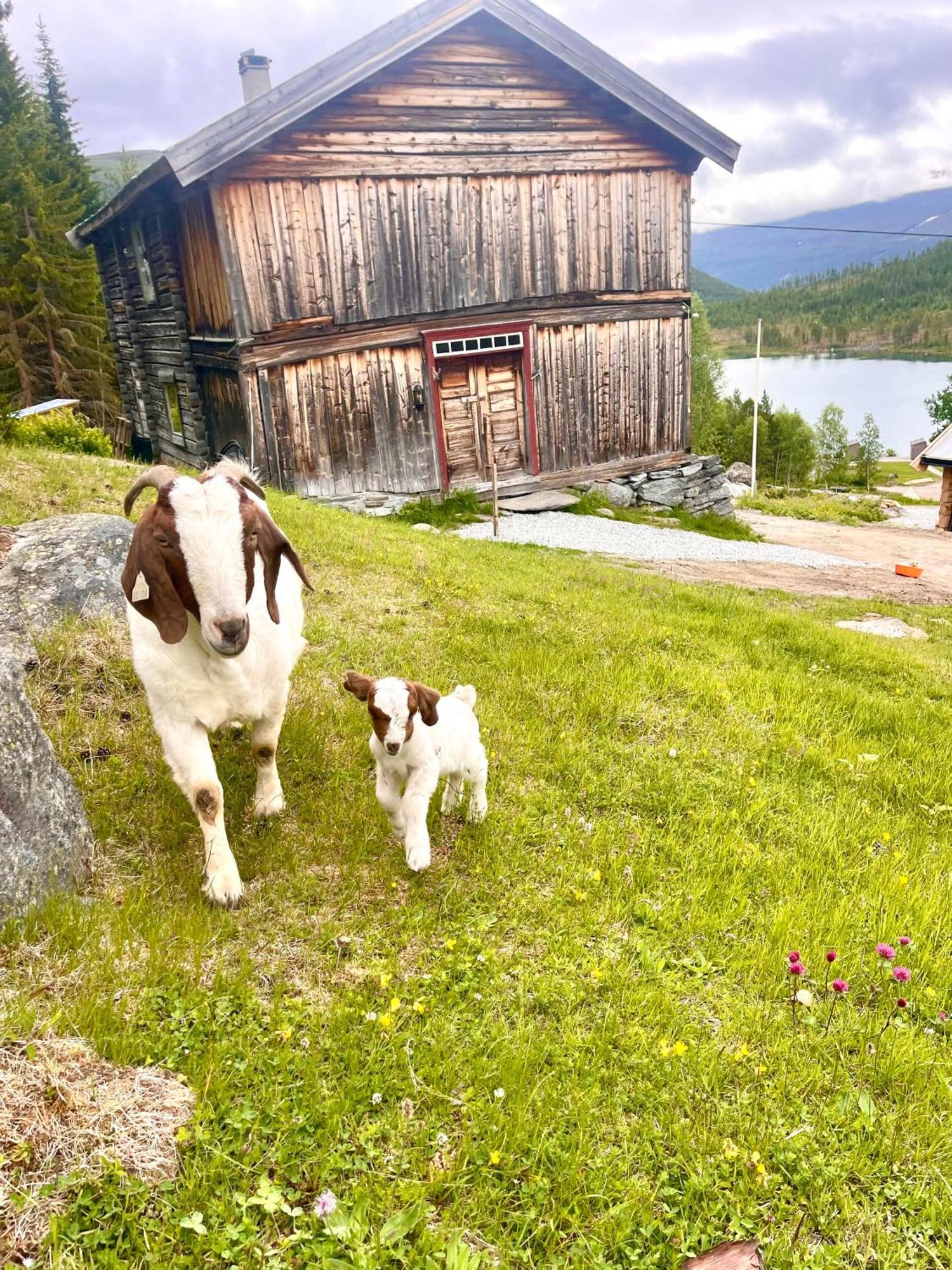 Reinheimen Lodge Skjak Bagian luar foto