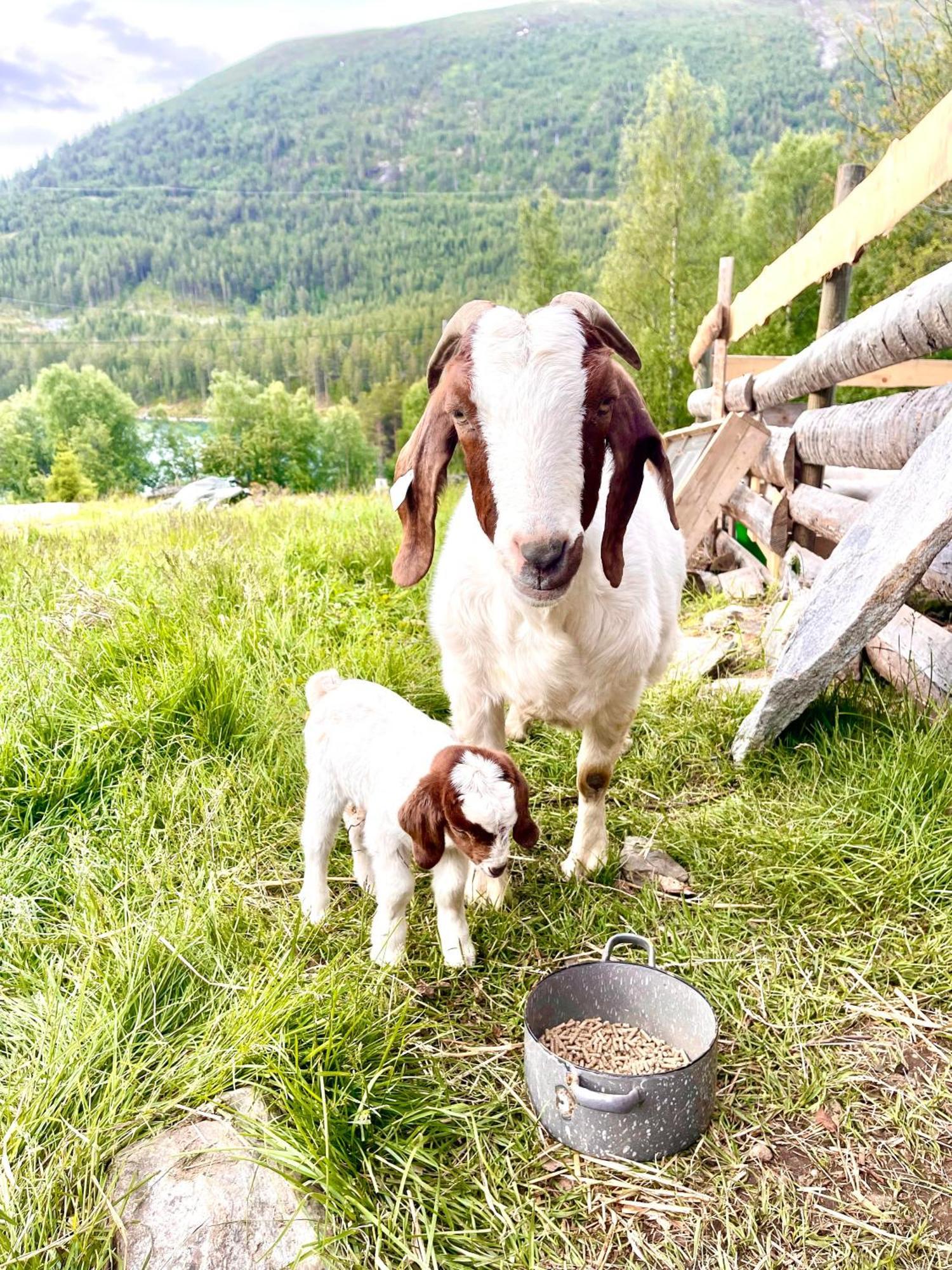 Reinheimen Lodge Skjak Bagian luar foto