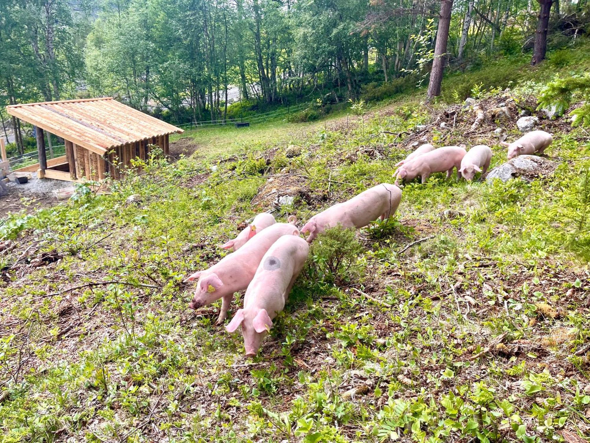 Reinheimen Lodge Skjak Bagian luar foto